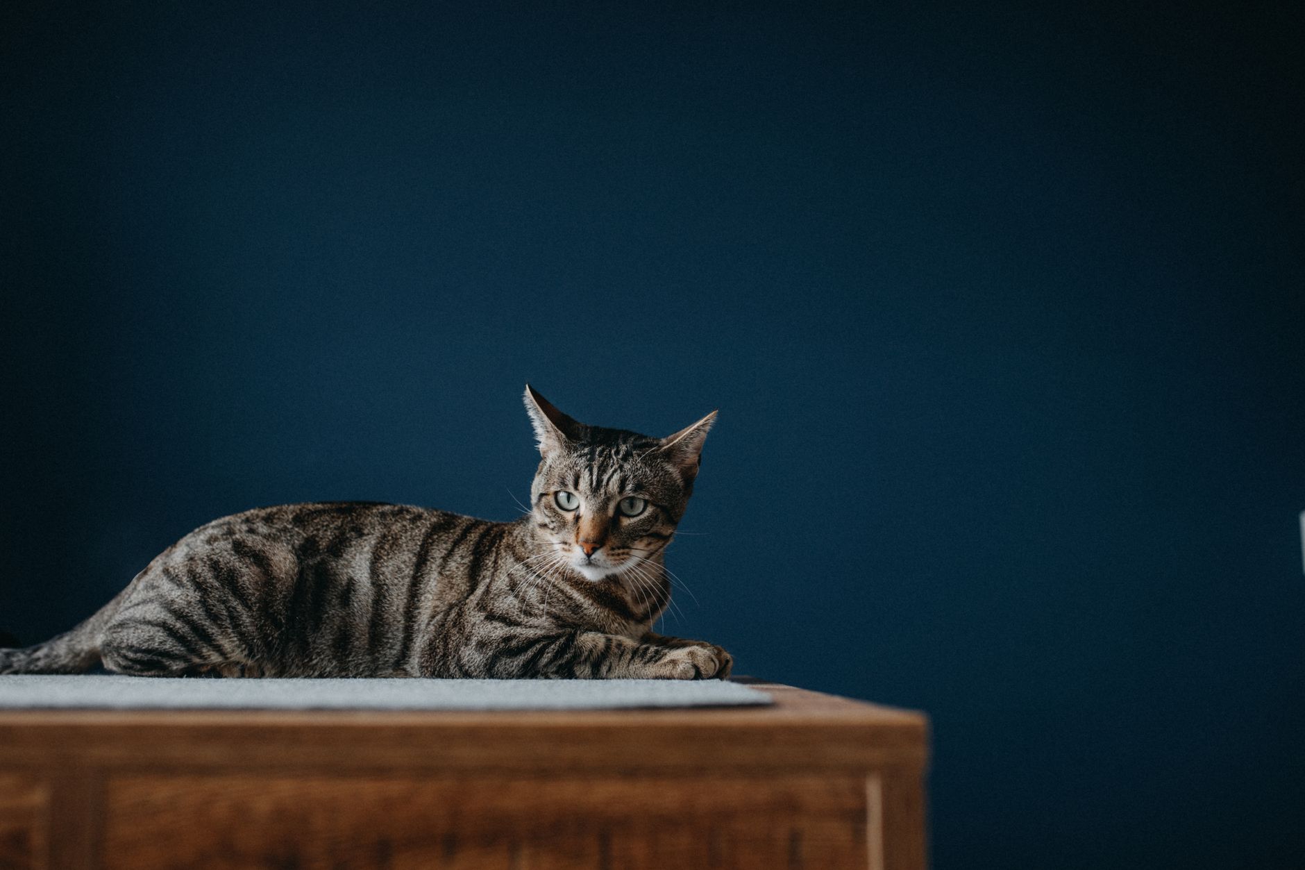 Wurmkur für die Katze: Wann, wie oft und welche Mittel wirklich helfen