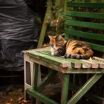 Wurmkur Katze: Wann, wie oft und welche Mittel wirklich helfen Wurmkur Katze: Wann, wie oft und welche Mittel wirklich helfen