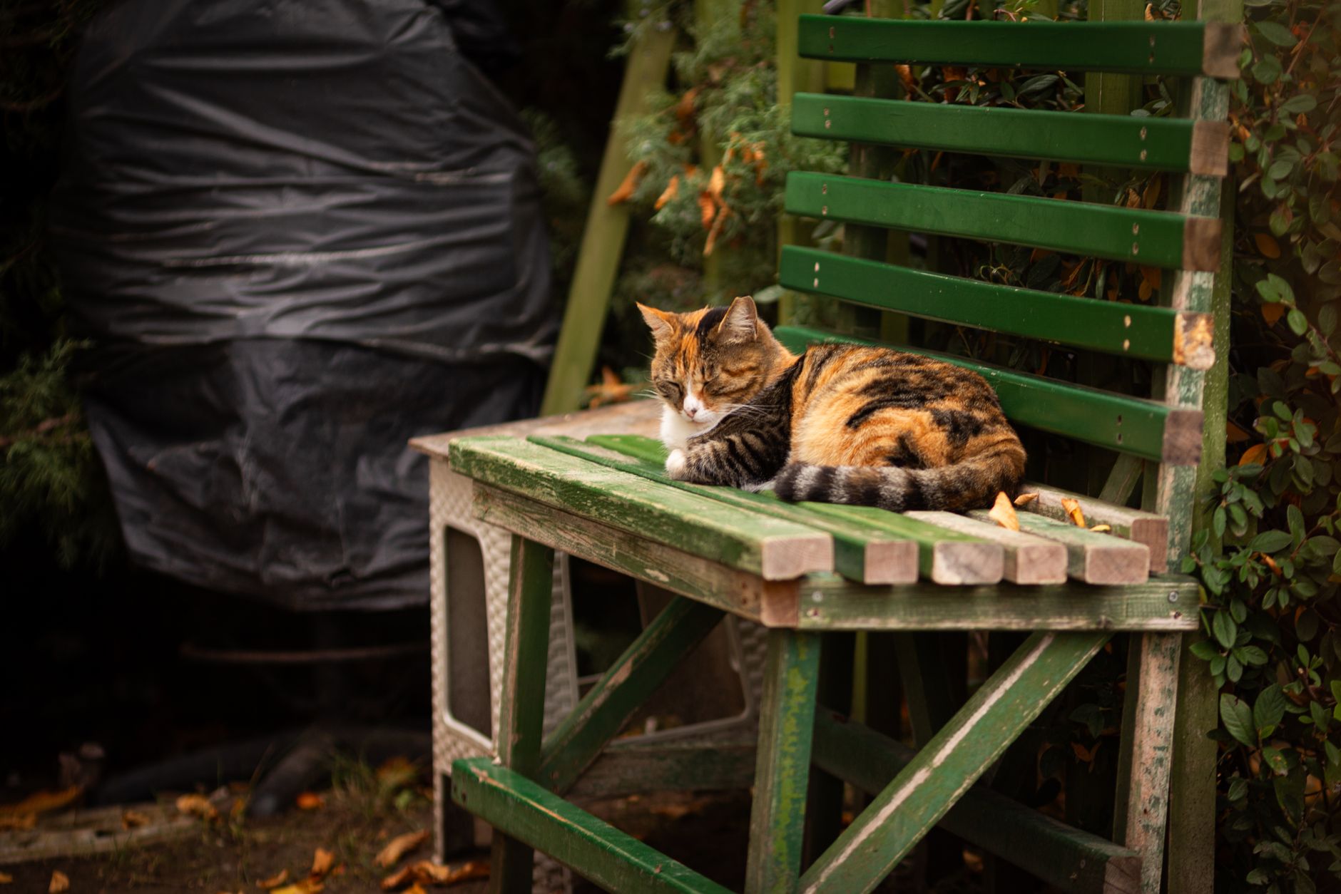 Wurmkur Katze: Wann, wie oft und welche Mittel wirklich helfen
